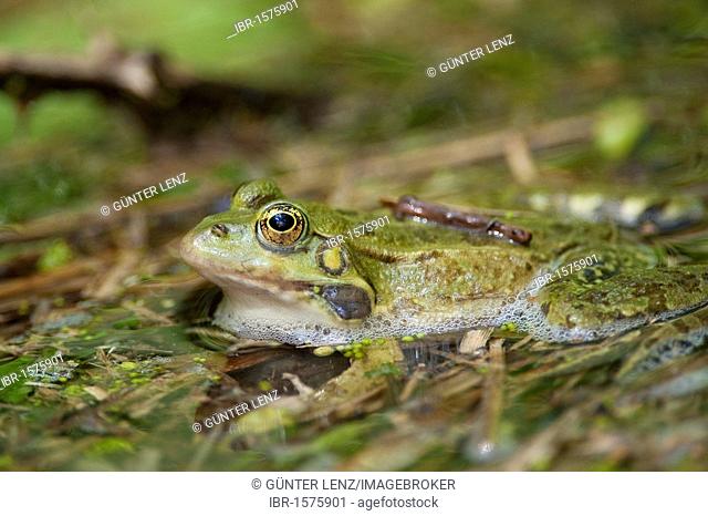 Marsh Frog (Pelophylax ridibundus or Rana ridibunda), Krka National Park, aeibenik-Knin County, Croatia, Europe