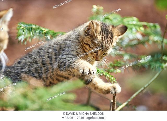 European wildcat, Felis silvestris silvestris, Offspring, side view, stand