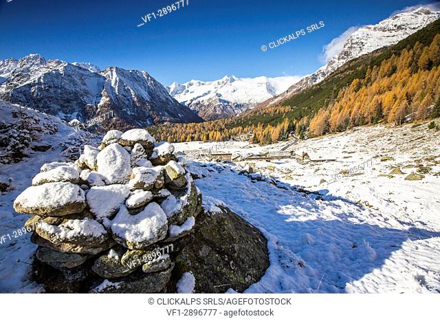 Rocks covered with snow surrounded by yellow larches in autumn Entova Alp Malenco Valley Sondrio province Valtellina Lombardy Italy Europe