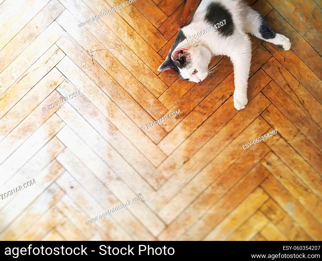 Black and White Cat on Wood Floor top view