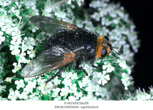 parasitic fly Echinomyia grossa, sitting on white blossoms