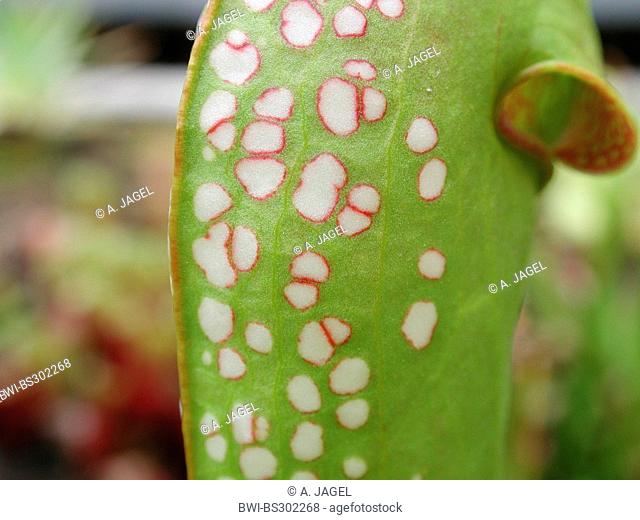 Hooded Pitcher Plant (Sarracenia minor), leaf with windows