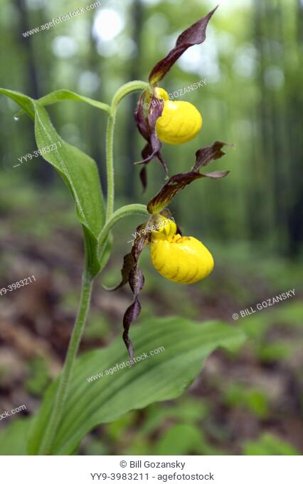 Small Yellow Lady's Slipper Orchid (Cypripedium parviflorum) - DuPont State Recreational Forest, Cedar Mountain, near Brevard, North Carolina, USA