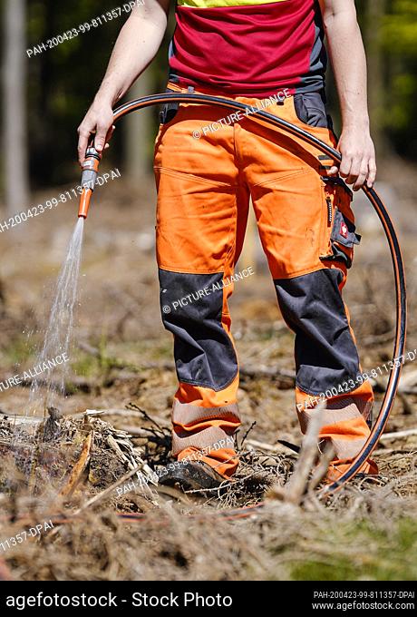 23 April 2020, Baden-Wuerttemberg, Heidelberg: An employee from the Heidelberg forestry office irrigates young trees in a forest clearing