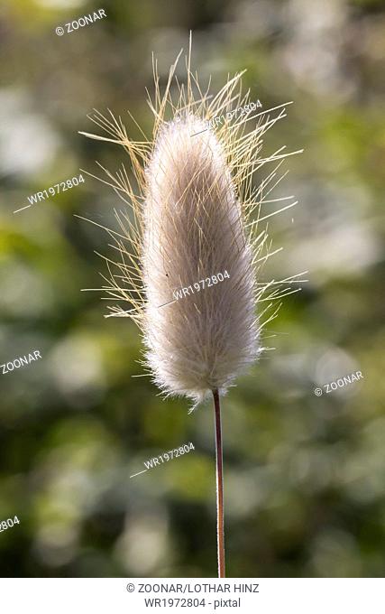 Lagurus ovatus, Harestail grass, bunnytail