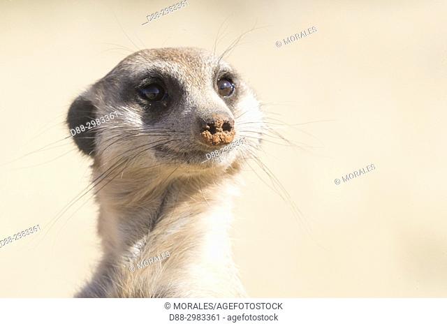 Africa, Southern Africa, South African Republic, Kalahari Desert, Meerkat or suricate (Suricata suricatta), adult