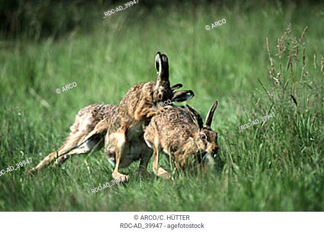 Brown Hares in rut North Rhine-Westphalia Germany Lepus europaeus
