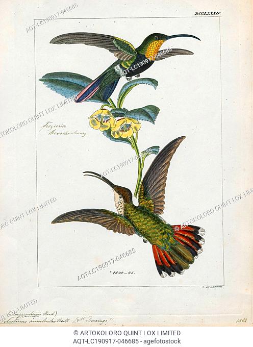 Polytmus aurulentus, Print, The goldenthroats are a small group of hummingbirds in the genus Polytmus., 1820-1860