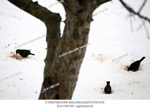 Three blackbirds finding apples under the snow. Scandinavia