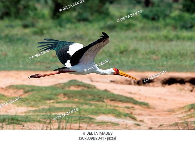 Yellow-billed stork (Mycteria ibis) in flight, Tsavo, Kenya