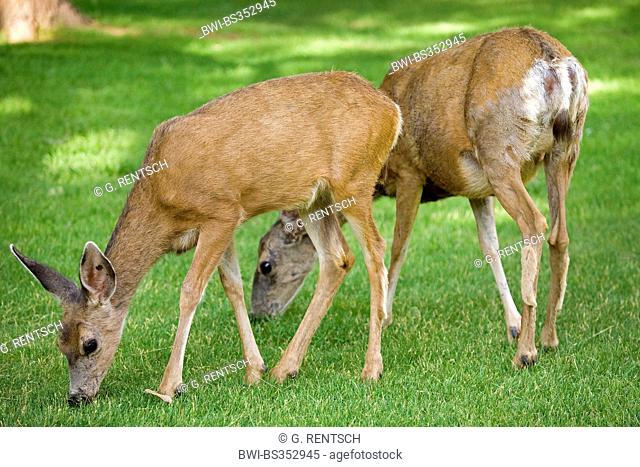 mule deer, black-tailed deer (Odocoileus hemionus), female with juvenile feeding, USA, Utah, Capitol Reef National Park