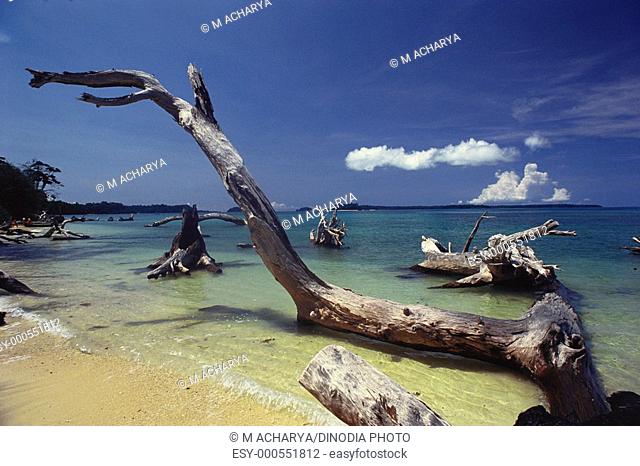 Driftwood Wandour beach , Port Blair , Andaman Islands , India