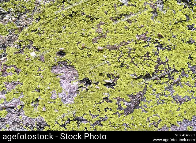 Acarospora hilaris is a crustose lichen that grows on vertical siliceous walls. This photo was taken in Castroviejo, Duruelo de la Sierra, Soria