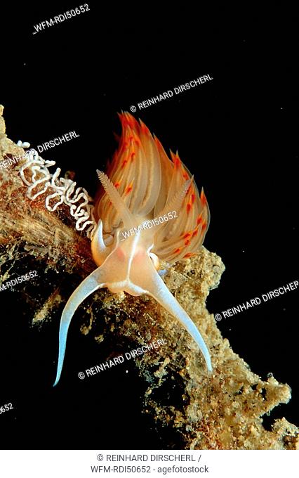 nudibranch with eggs, Godiva banyulensis, Istria Mediterranean Sea, Croatia