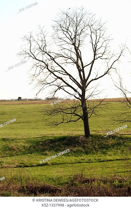 A stark leafless tree in the middle of a field