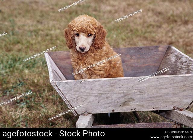 A standard poodle puppy sitting in a wooden tray