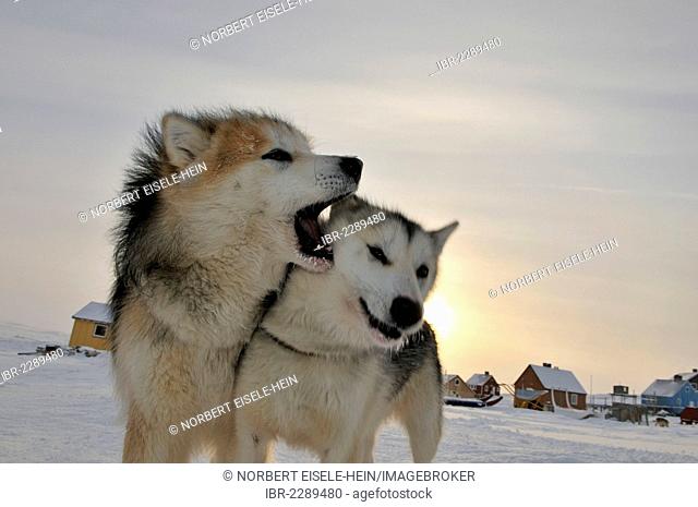 Two Greenland dogs, Rodebay, Ilulissat, Greenland, Arctic North America