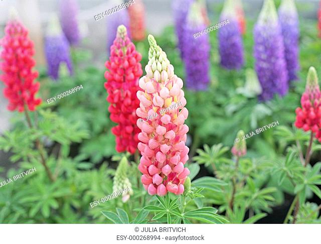 Colorful lupin