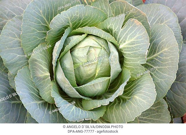 Vegetable , Cabbage attagobi Bandhgobi , Brassica oleracea var capitata