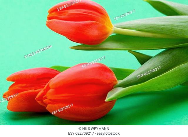 Schöne frische rote Tulpen als Blumenstrauß zu ostern und Valentinstag