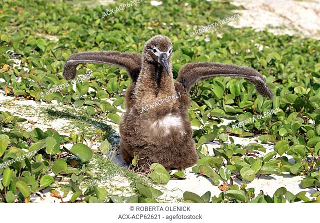 Laysan albatross (Phoebastria immutabilis), chick exercising wings, among beach morning glory (Ipomea pes-caprae), Sand Island