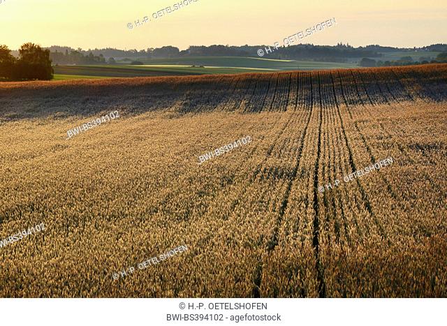 cultivated rye (Secale cereale), rye field in backlight at sunrise, Germany, Bavaria
