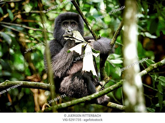 UGANDA, BUHOMA, 17.02.2015, juvenile mountain gorilla - Buhoma, Uganda, 17/02/2015