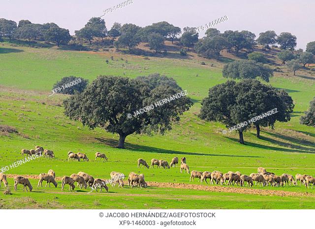 Sheep, Badajoz province, Extremadura, Spain