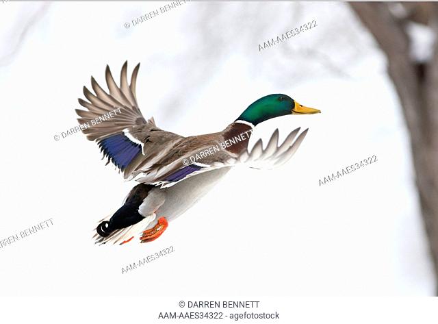 Mallard Duck (Anas platyrhynchos) In flight Utah 1 of 3 Darren Bennett Photo