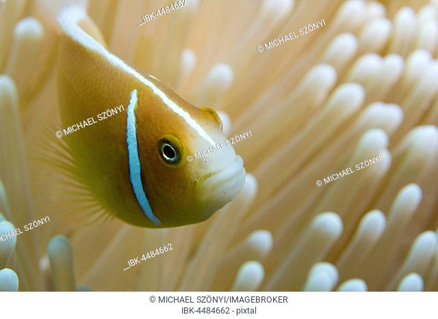 Orange skunk clownfish (Amphiprion sandaracinos), defending its coral, Great Barrier Reef, Queensland, Australia