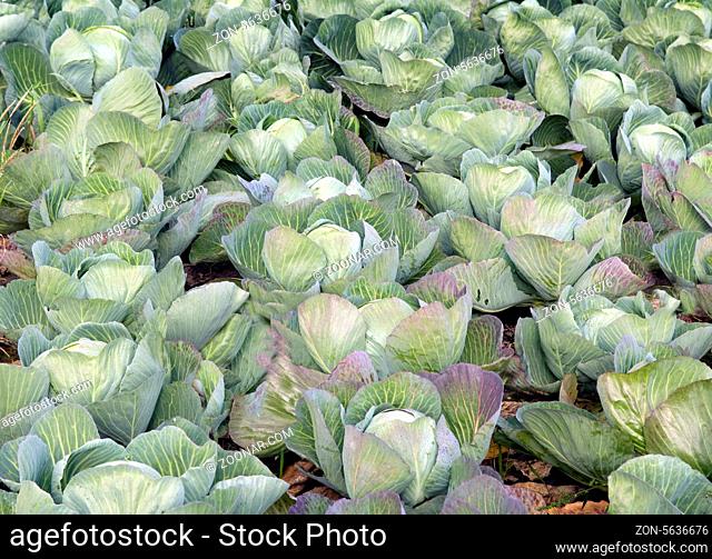 Weisskohl, Brassica oleracea var capitata, Weisskraut