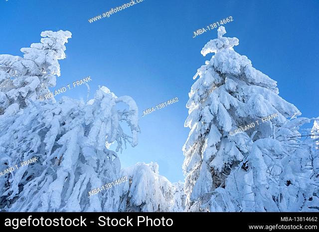 Snow-covered fir trees in the Black Forest