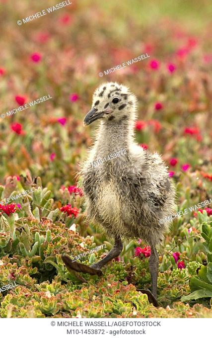Gull chick on a stroll