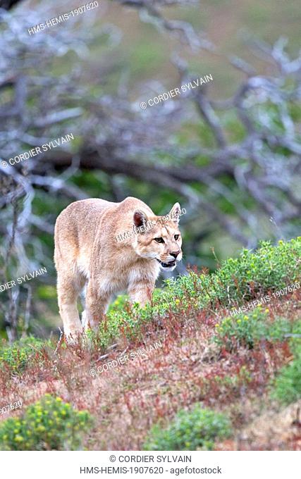 Chile, Patagonia, Magellan Region, Torres del Paine National Park, cougar (Puma concolor), also known as the mountain lion, one year old
