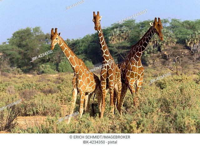 Three Somali giraffes or reticulated giraffes (Giraffa reticulata camelopardalis), Samburu National Reserve, Kenya