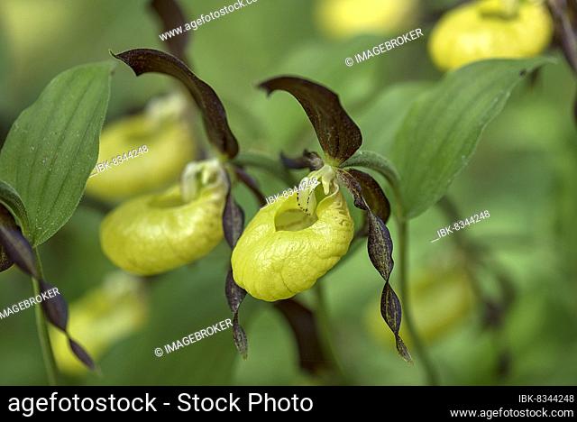 Yellow (Cypripedium calceolus) lady's slipper, Bavaria, Germany, Europe