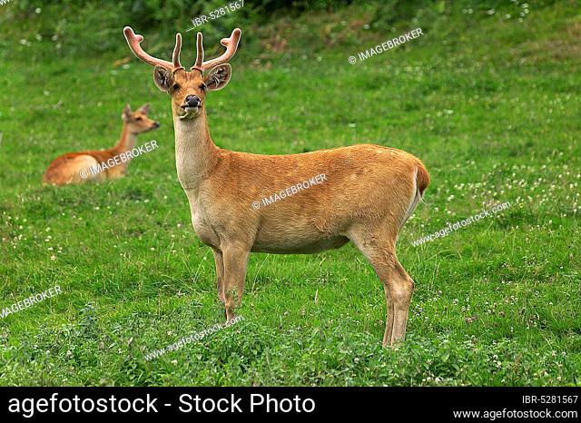 Barashingha deer or swamp deer, cervus duvauceli, pair