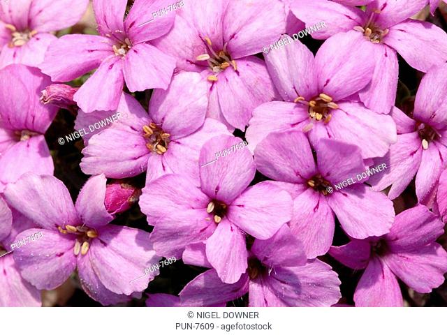 Close-up abstract of Dianthus rivendell flowers growing in a Norfolk garden