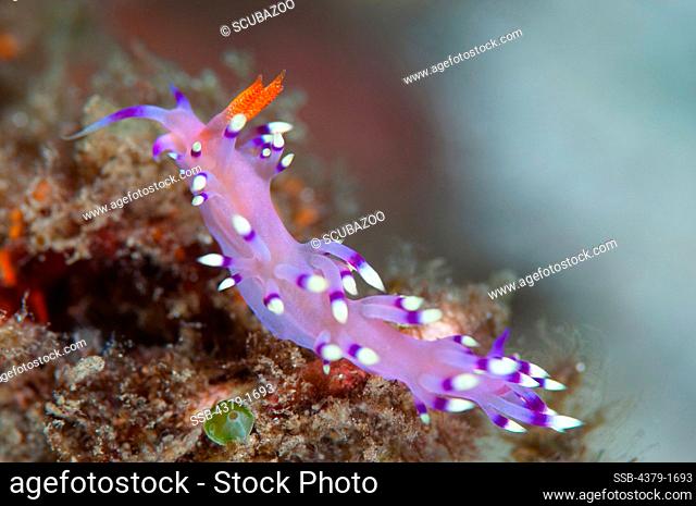 Close-up of a nudibranch (Flabellina exoptata), Lembeh Strait, Sulawesi, Indonesia