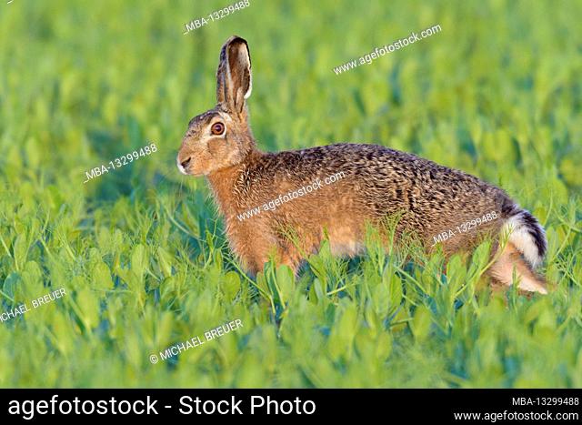 Brown hare stretches in a pea field, April, Hesse, Germany