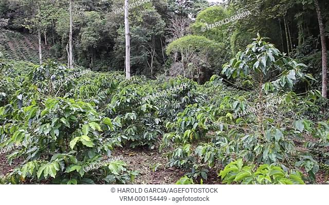 Colombian Coffee plantation with green coffee beans