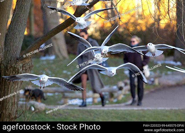 21 January 2022, Berlin: Seagulls (Laridae) fly along the Landwehr Canal. Behind them are strollers enjoying the evening sun