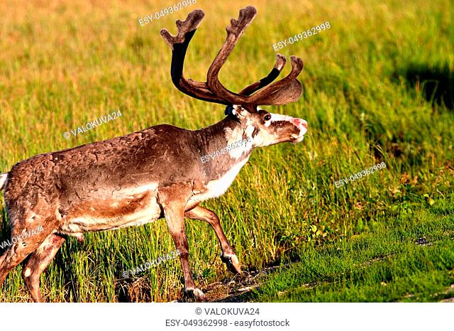 Reindeer with big antlers and red nose chilling on the field in evening sun. Photo of male reindeer with green grass on background