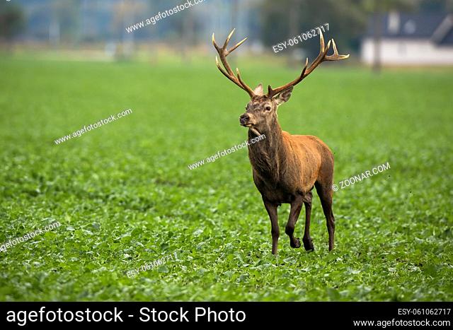 Red deer, cervus elaphus, stag running on agricultural field with village in background. Wild animal near hose approaching on green farmland from front