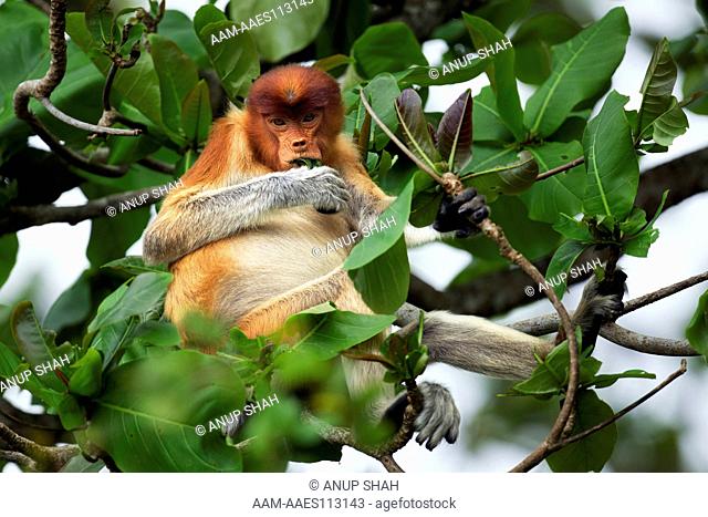 Proboscis monkey young male feeding on leaves in the forest canopy (Nasalis larvatus). Bako National Park, Sarawak, Borneo, Malaysia. Mar 2010