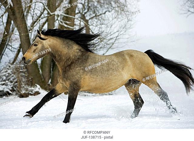 Connemara - galloping in snow