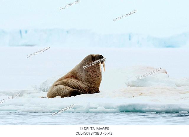 Atlantic walrus (Odobenus rosmarus) on iceberg, Vibebukta, Austfonna, Nordaustlandet, Svalbard, Norway