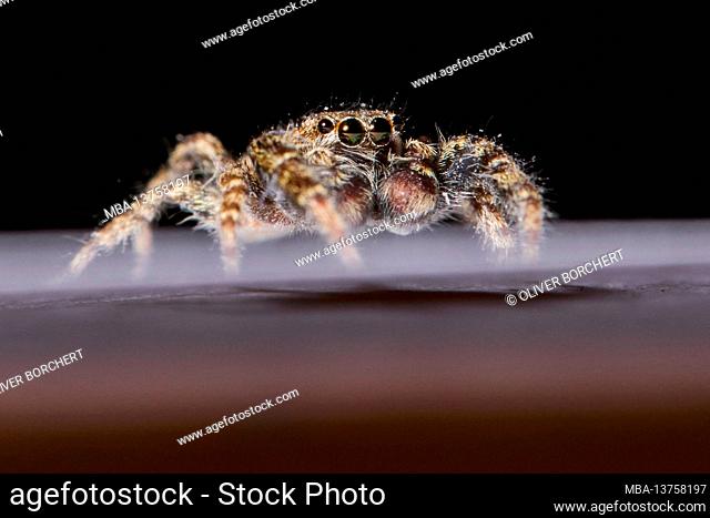 Spider, jumping spider, Marpissa muscosa, bark jumping spider, male