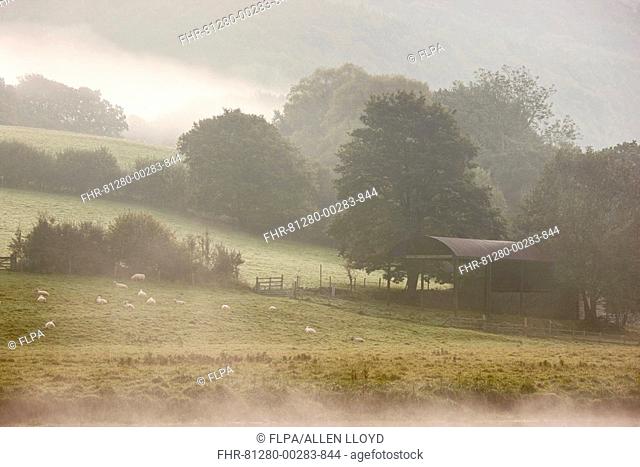 View of sheep flock in pasture, barn and woodland on misty morning, Tintern, Wye Valley, Monmouthshire, Wales, autumn