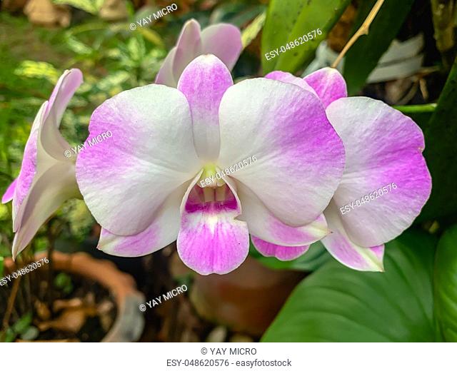 Purple orchid is a bunch